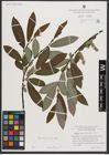 Foto von Salix appendiculata Vill.